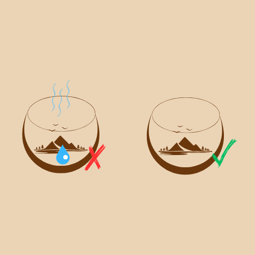 Terrario abierto cuidados 2