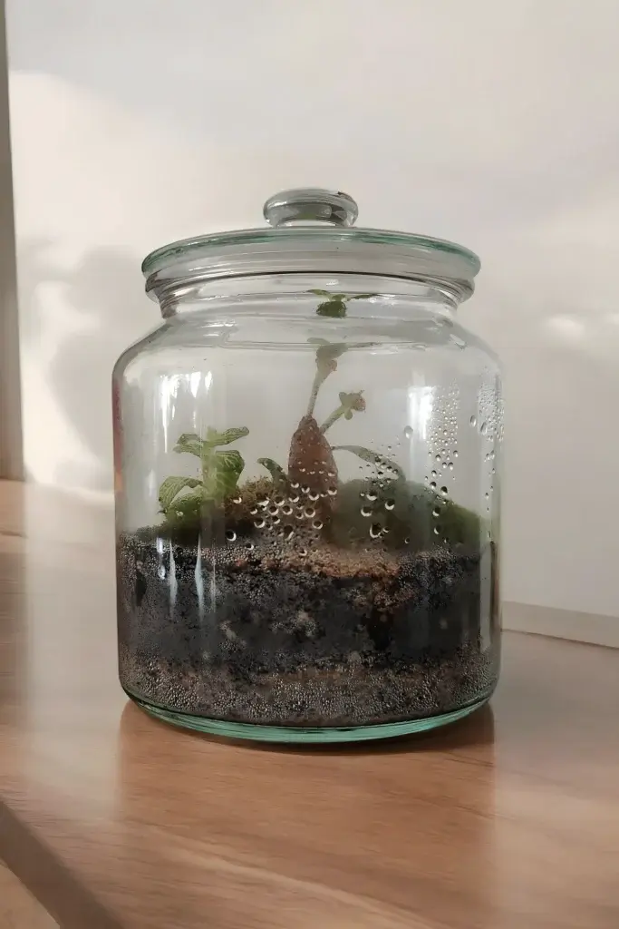 Imagen de un terrario tipo Millamón