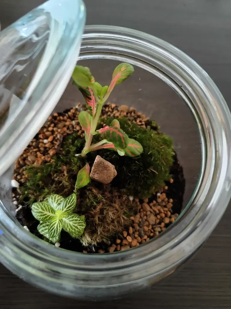 Imagen de la tapa de un terrario tipo Millamón