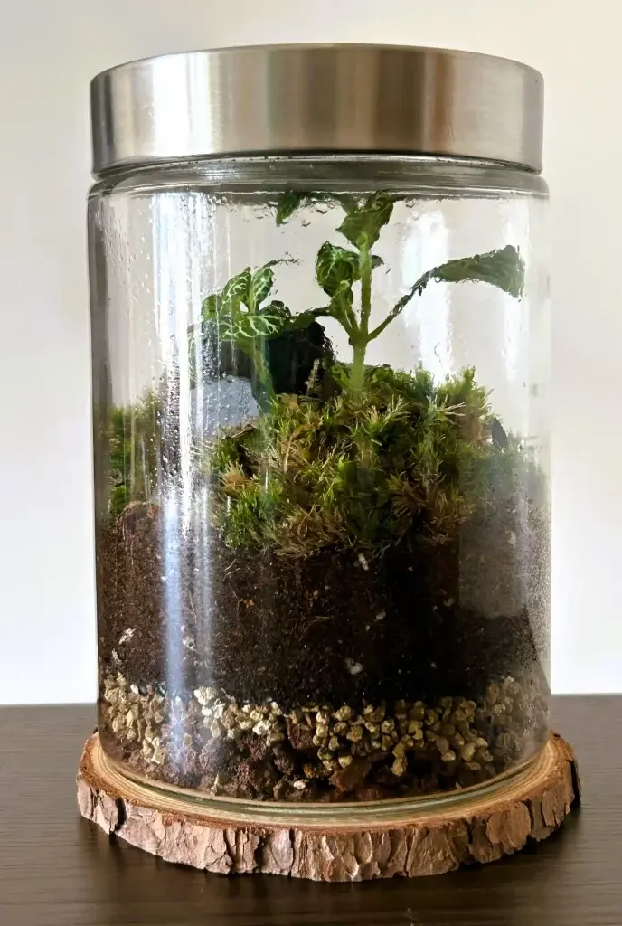 Imagen de un terrario tipo Valle