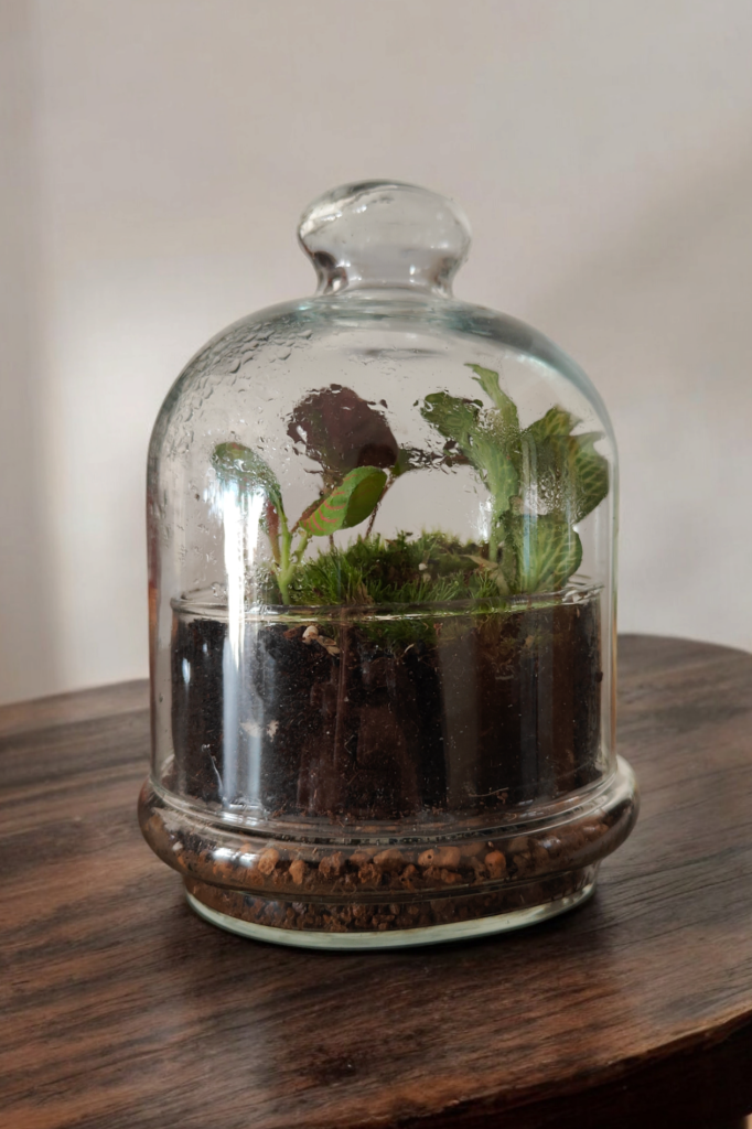 Imagen de un terrario tipo Aceniche