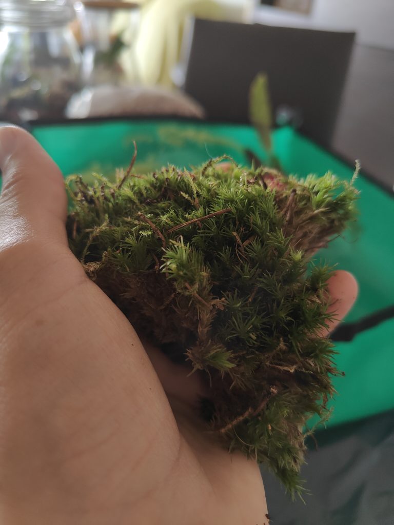 Imagen de un terrario en construcción