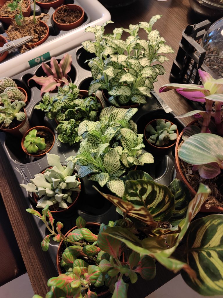 Imagen de un terrario en construcción