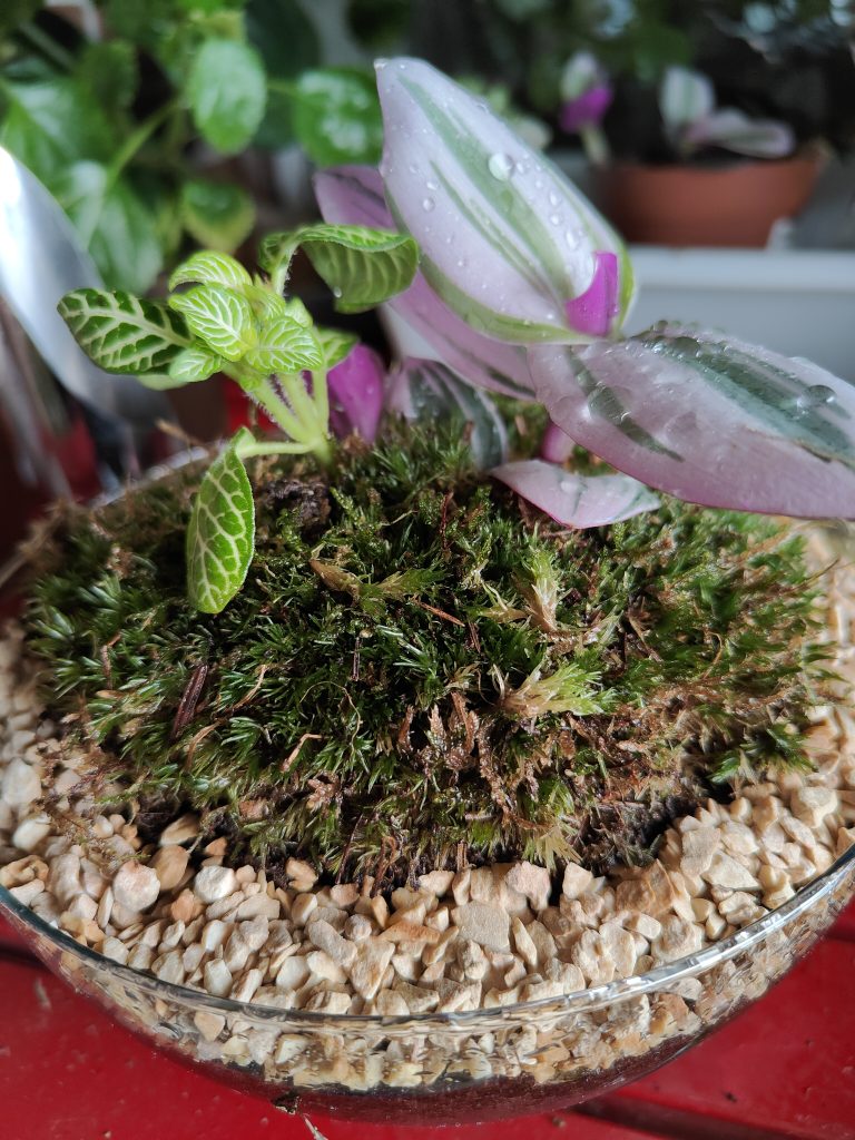 Imagen de un terrario en construcción