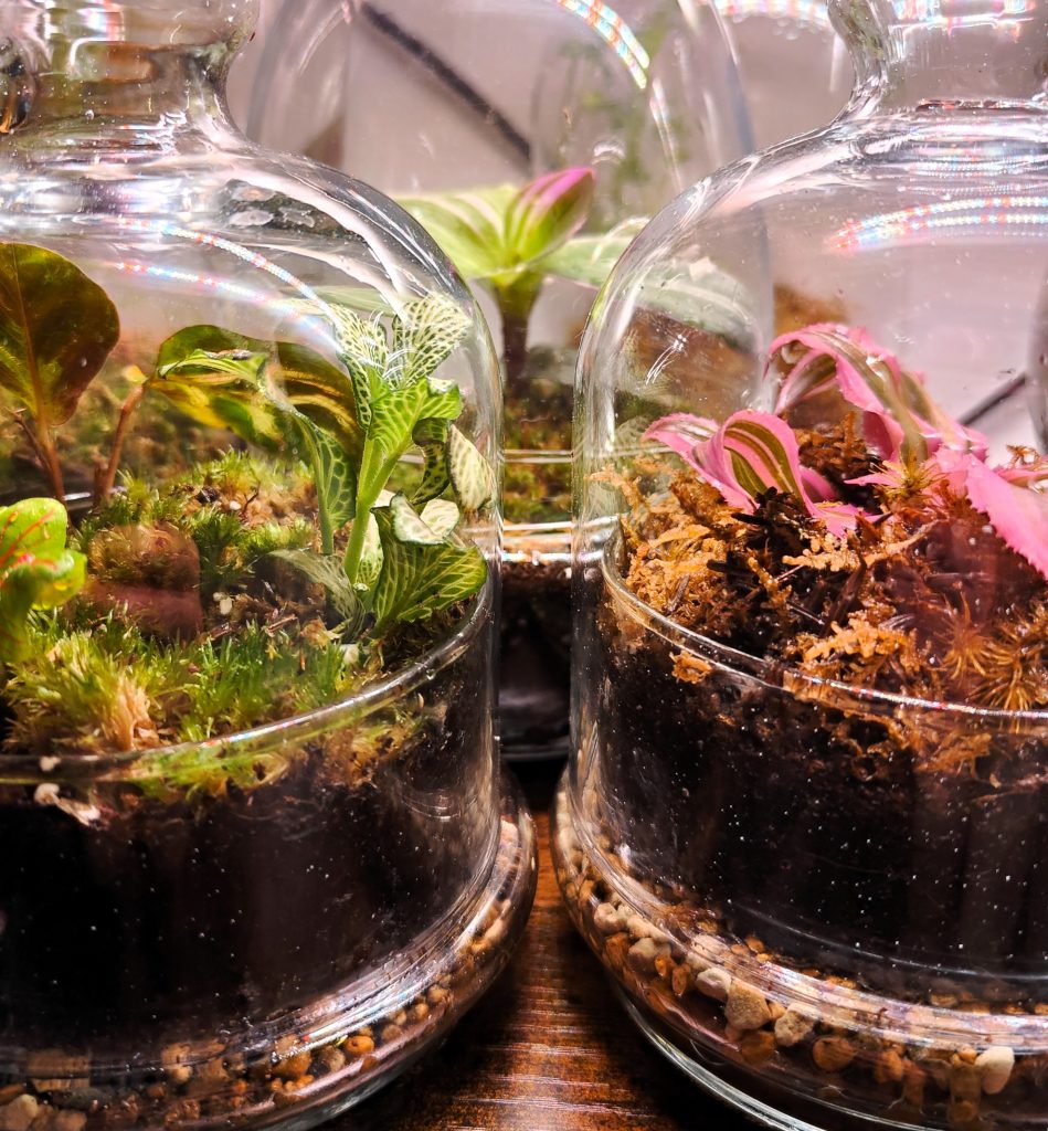 Imagen de dos terrarios aceniche de color verde y rosado