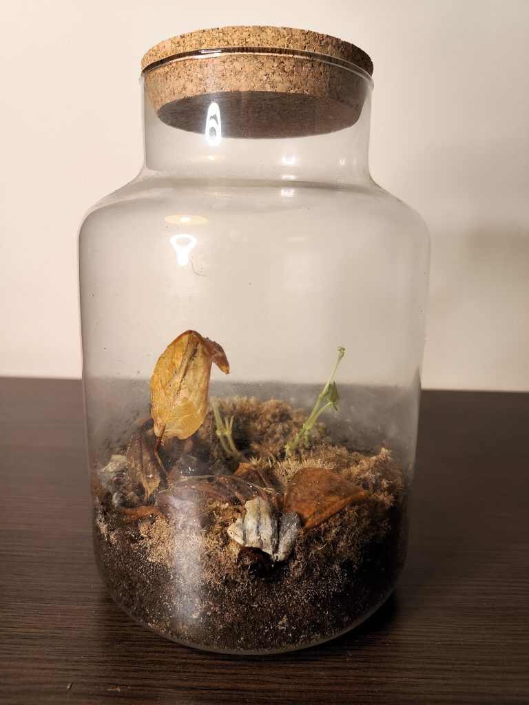 Imagen de un Terrario mediano para recuperar