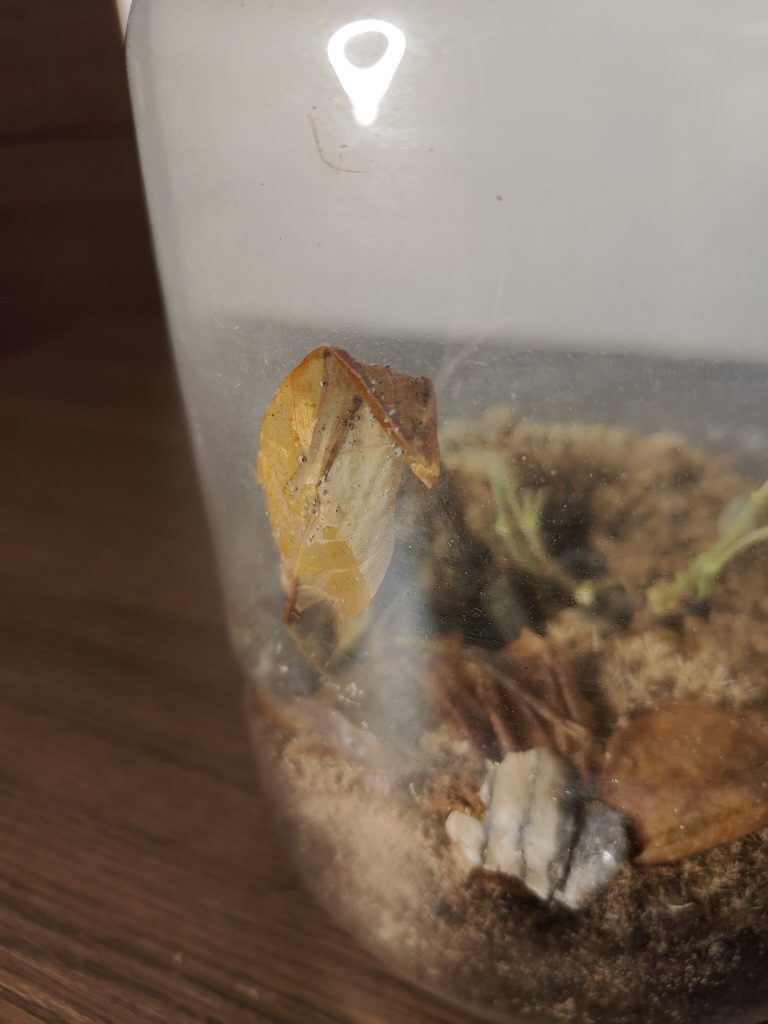 Imagen de un terrario pudriéndose