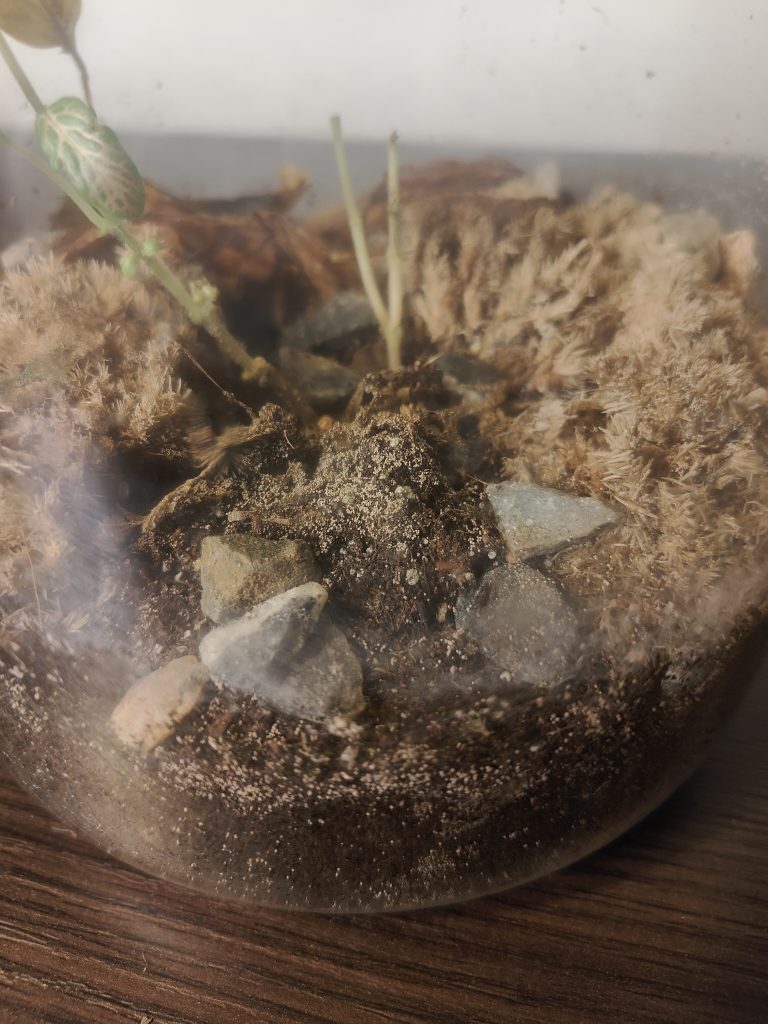 Imagen de un terrario estropeado