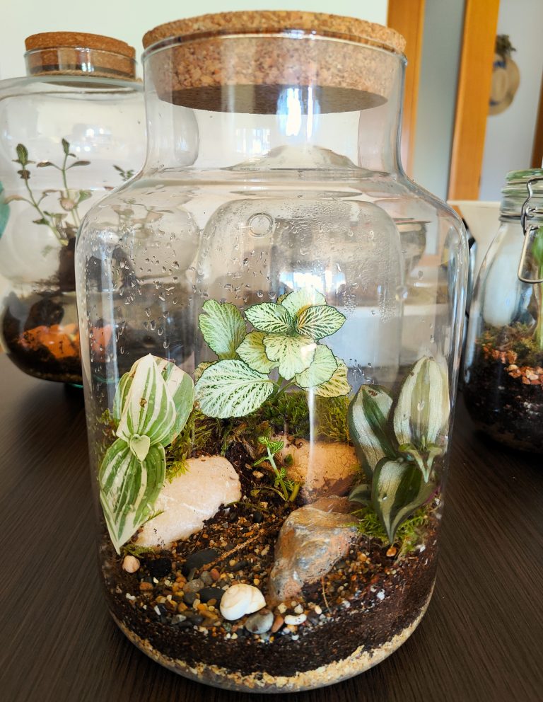 Imagen de un Terrario recuperado