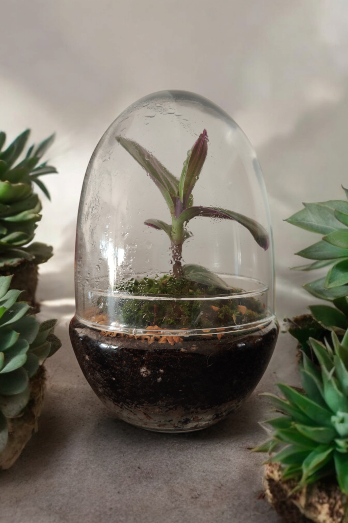 Imagen de un Terrario tipo Panocha