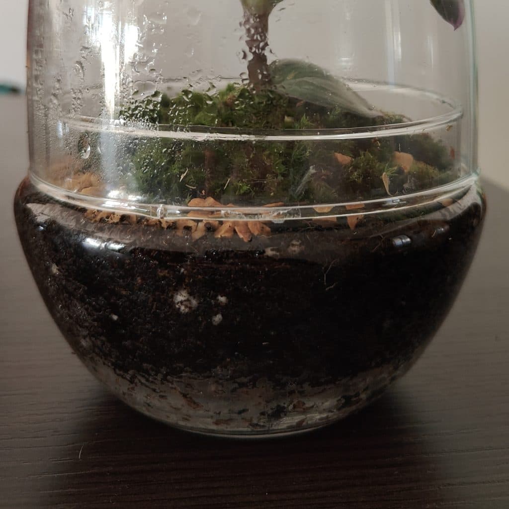 Portada del artículo Cuándo regar un terrario, que muestra el suelo de un terrario, húmedo