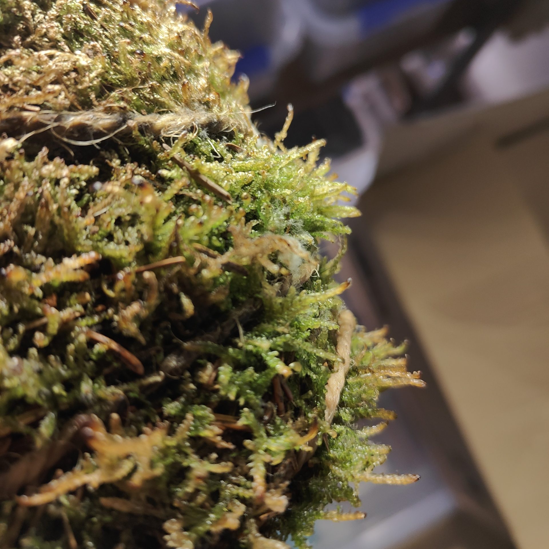 Imagen de musgo húmedo