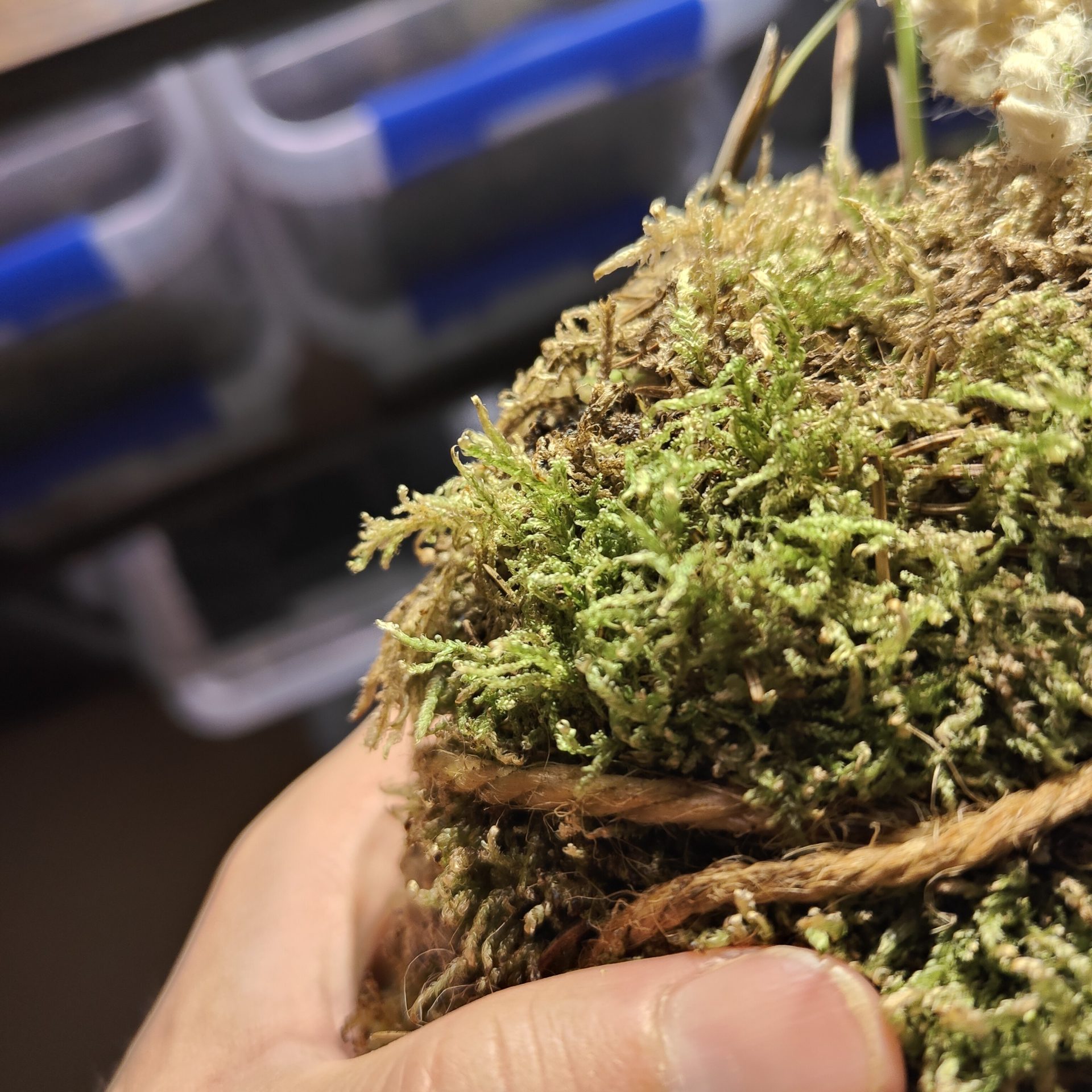 Imagen de musgo seco