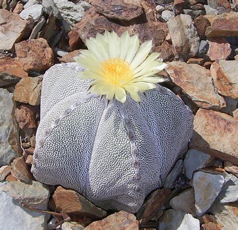 Imagen de un Astrophytum myriostigma
