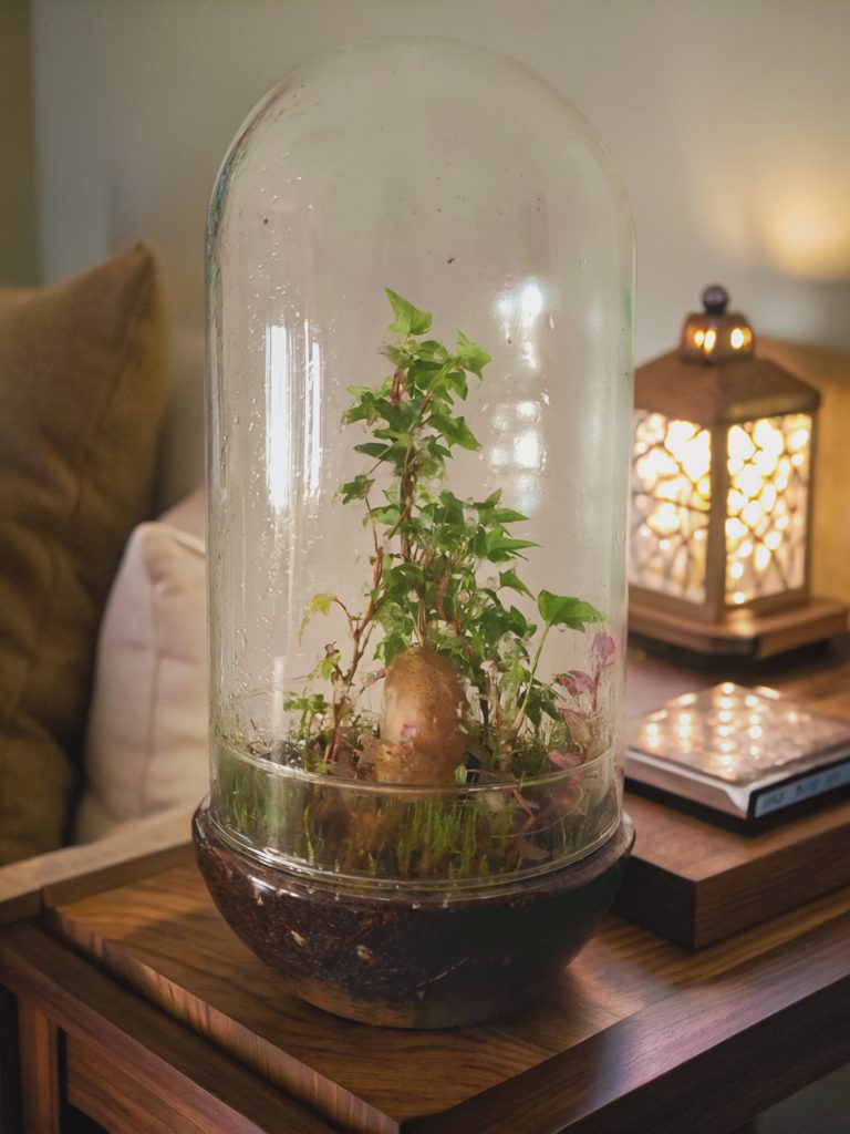 Imagen de un terrario Cenajo en una mesa