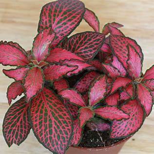 Fittonia albivenis