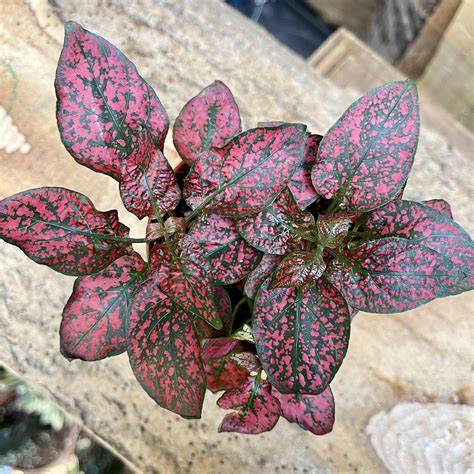 Hypoestes phyllostachya