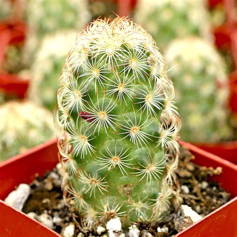 Imagen de una Mammillaria elongata