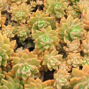 Sedum