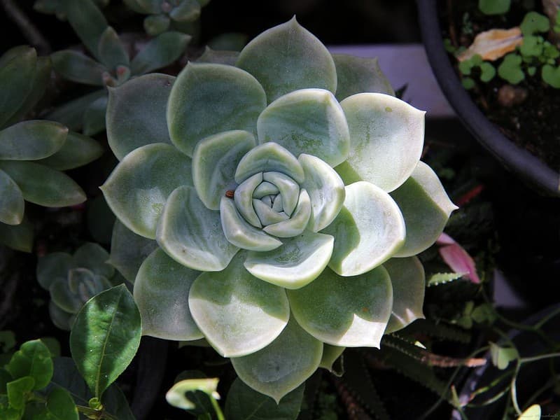 Foto de una Echeveria elegans