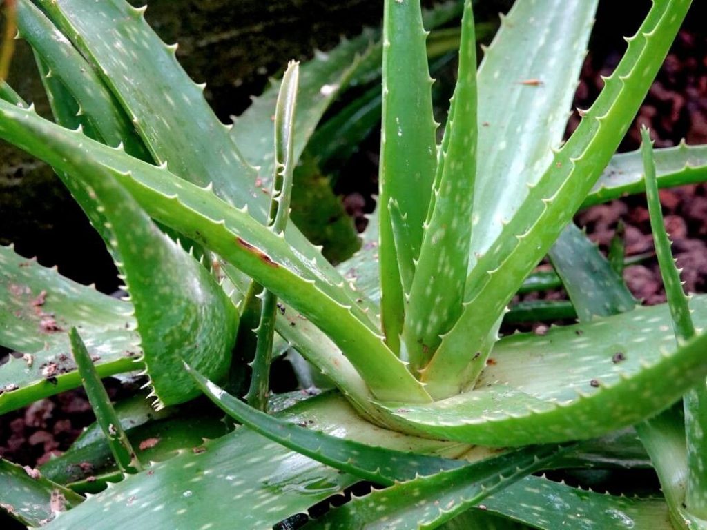 Aloe