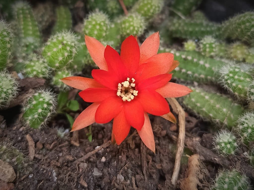 Imagen de un Echinopsis chamaecereus