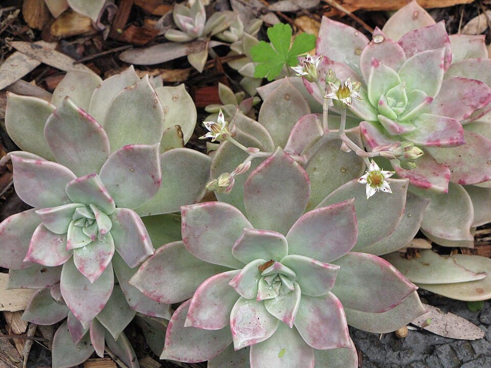 Foto de una Graptopetalum paraguayense