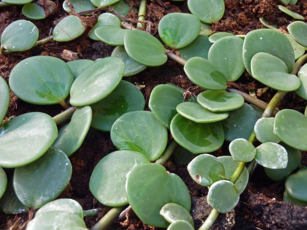 Peperomia spp.