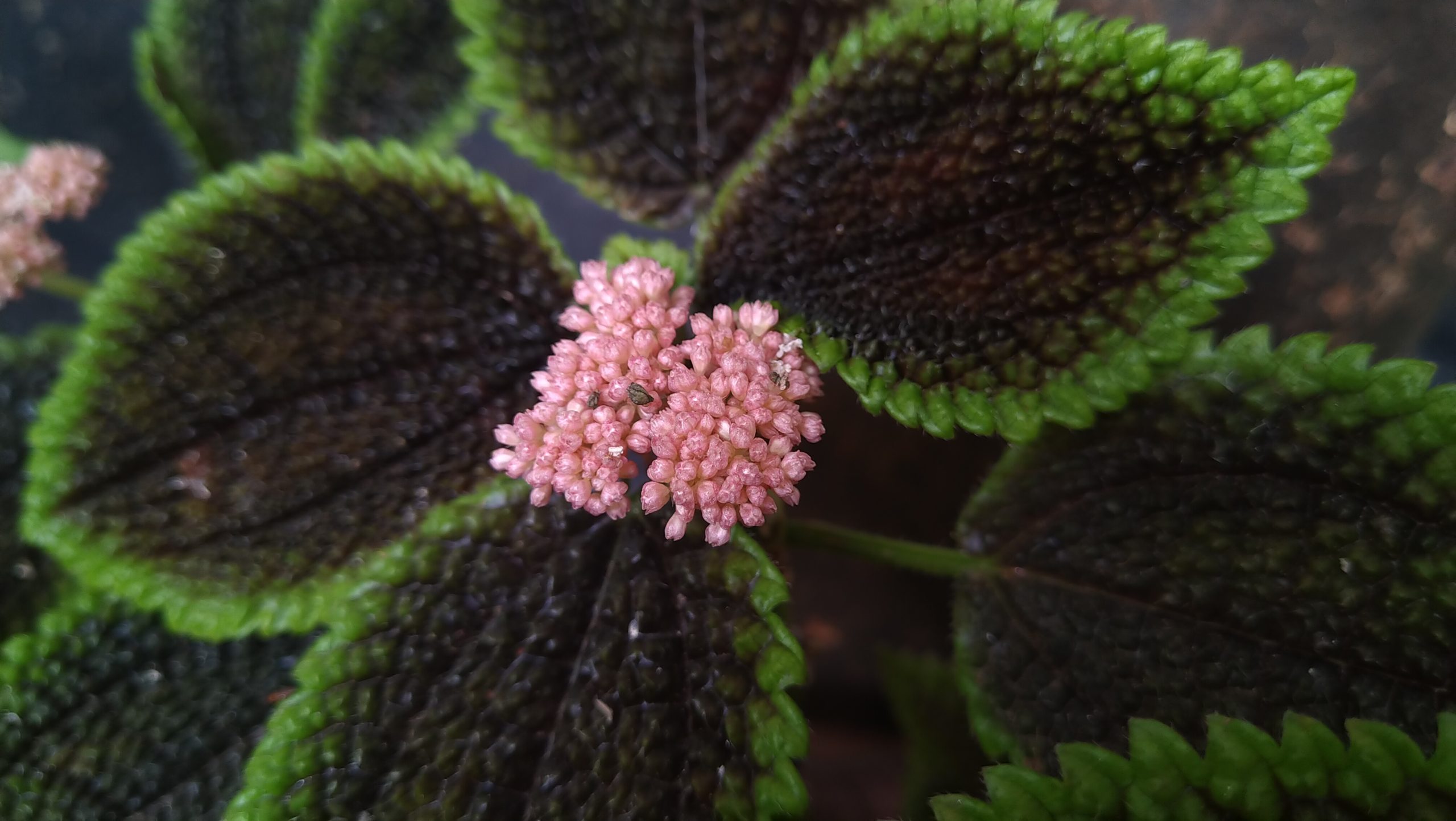 Imagen de una Pilea involucrata