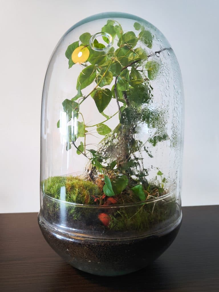 Imagen de un Terrario Aguila