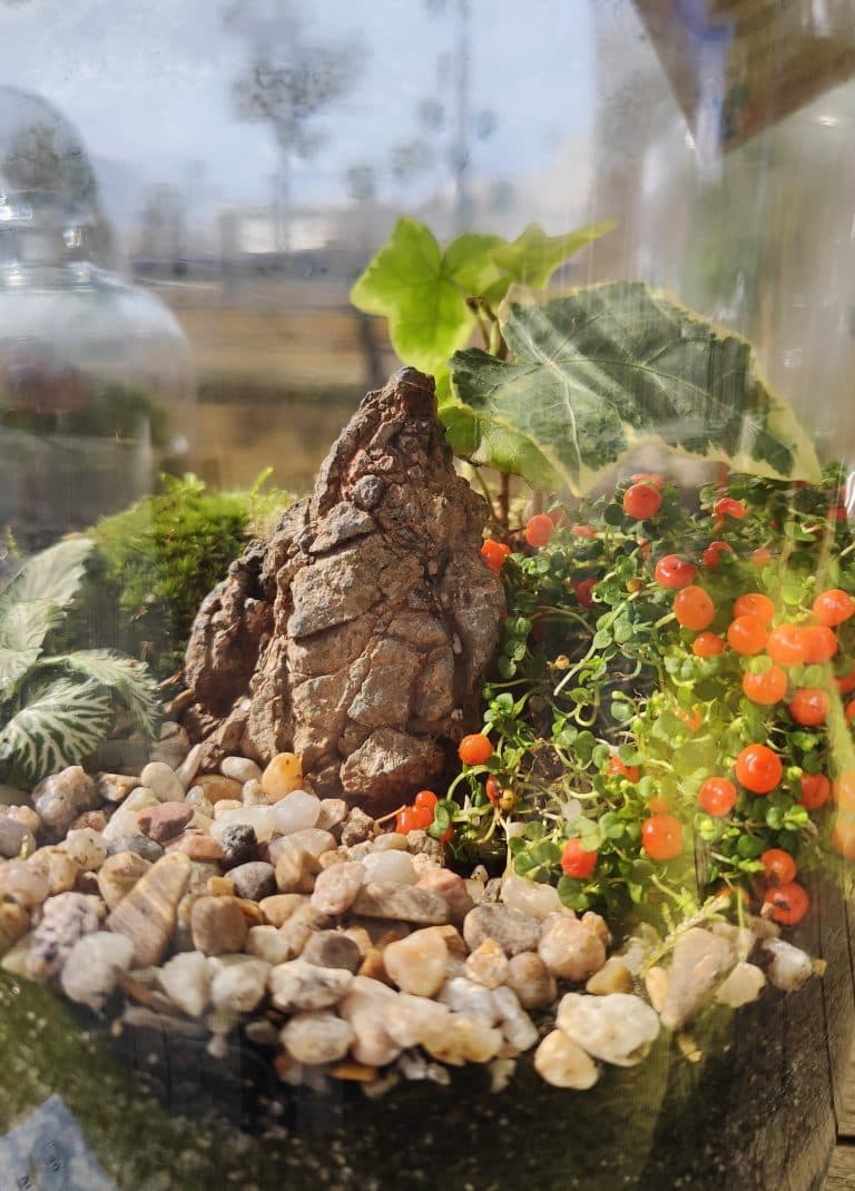Terrario Garapacha detalle