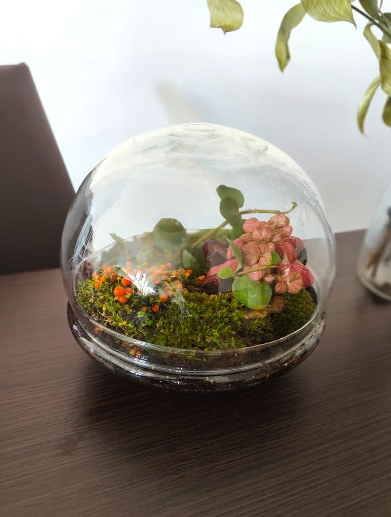 Imagen de un Terrario Jaro