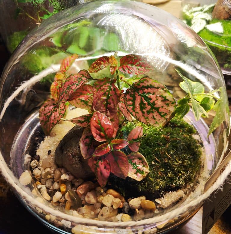 Detalle de un Terrario Jaro