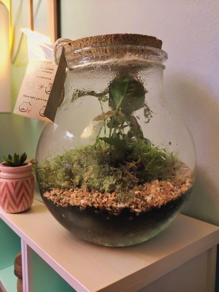 Imagen de un Terrario Relojero