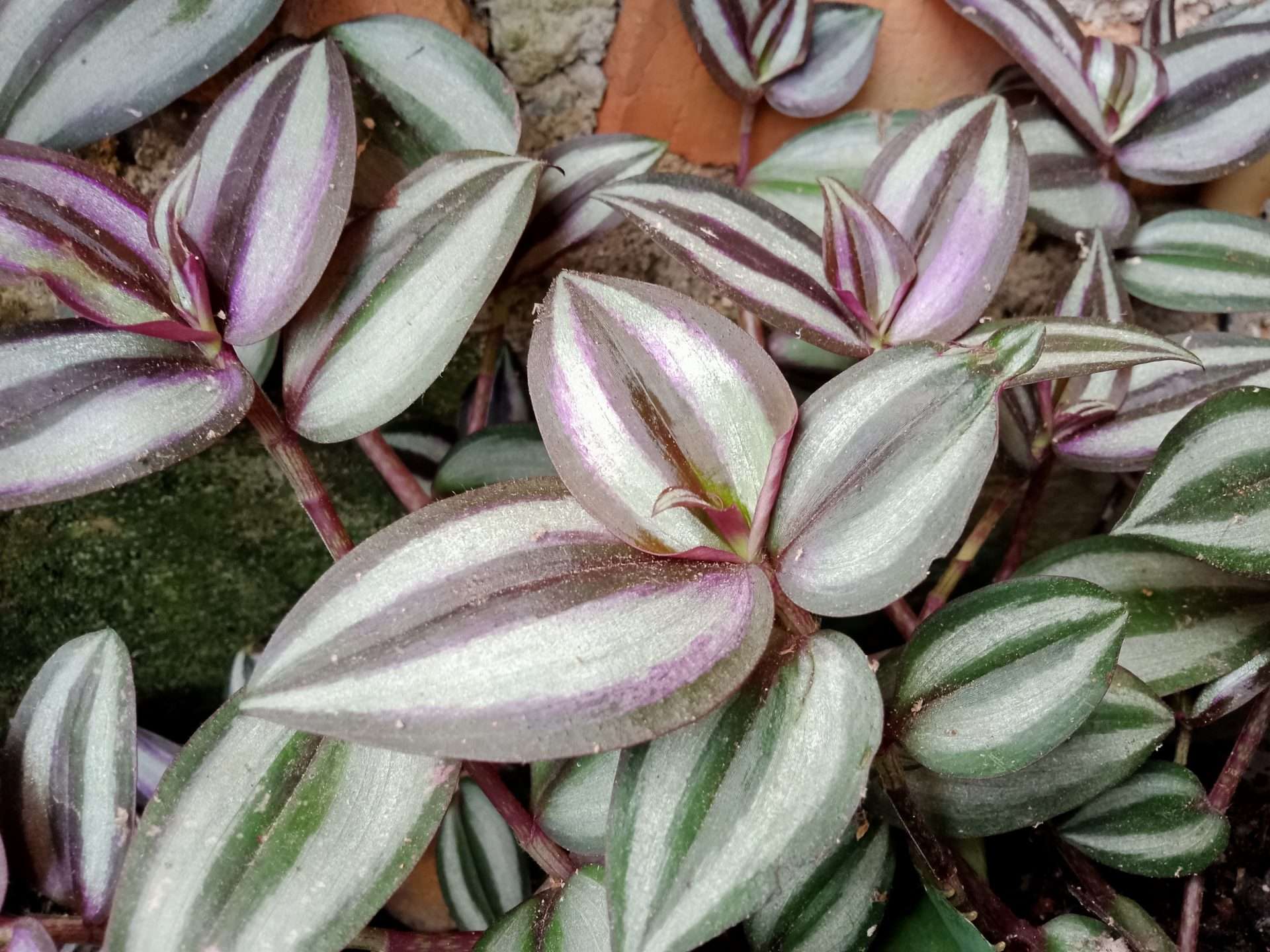 Tradescantia zebrina