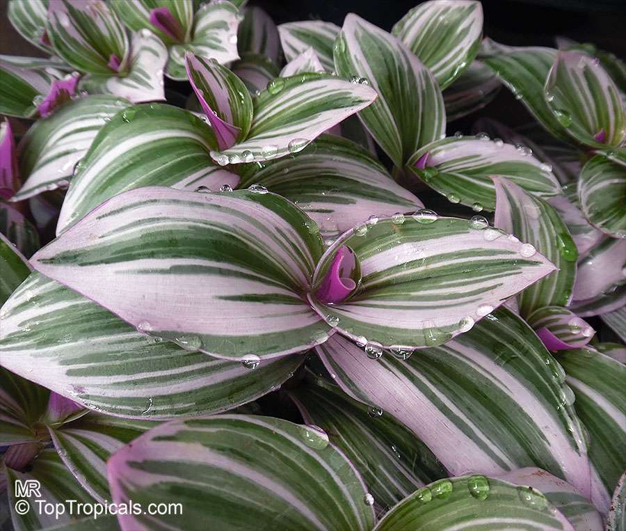 tradescantia Nanouk