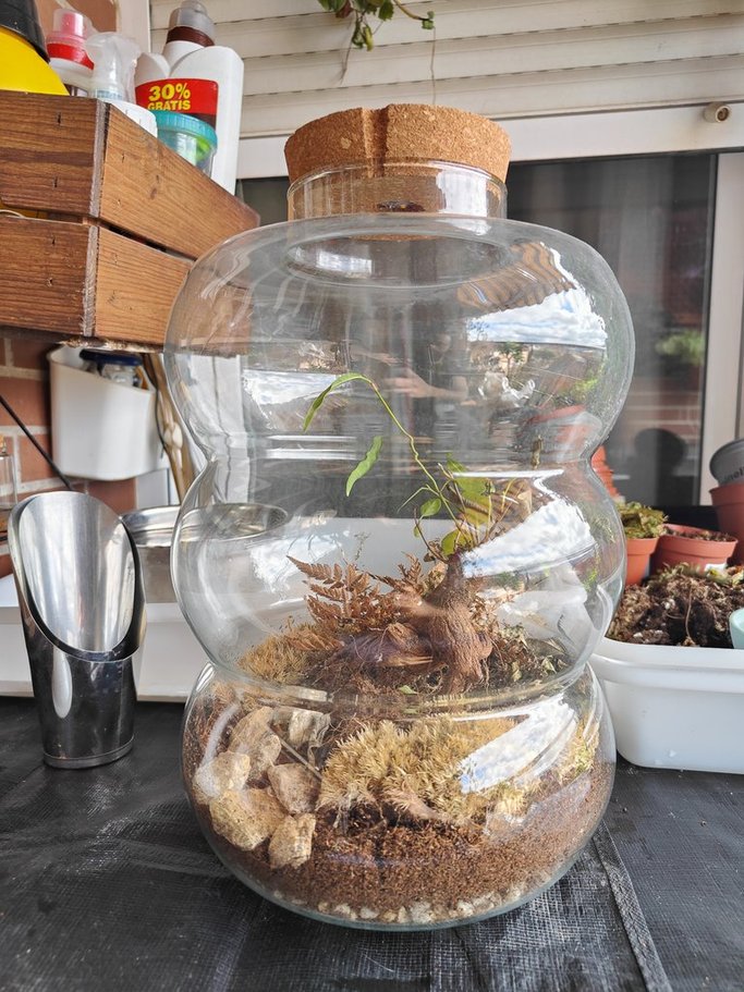 Imagen de un terrario con un mal sustrato