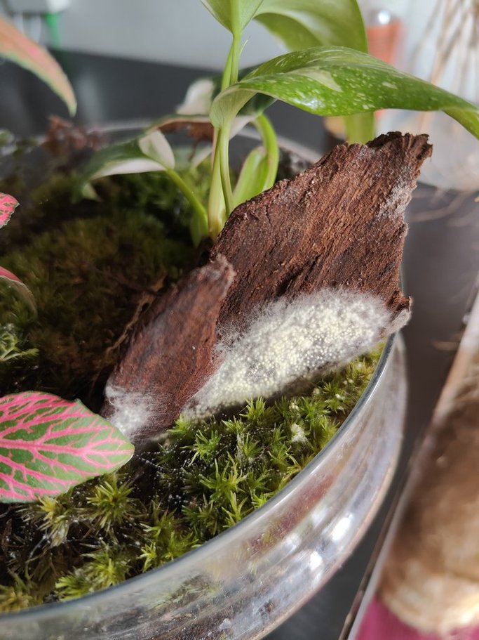 terrario con hongo blanco