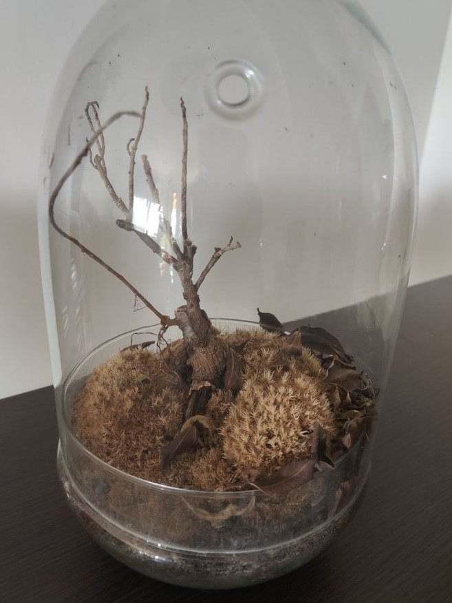 imagen de un terrario seco