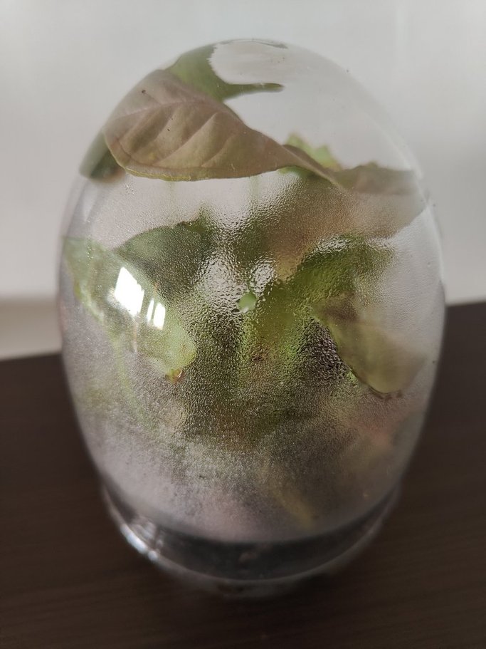 Imagen de un terrario con exceso de humedad