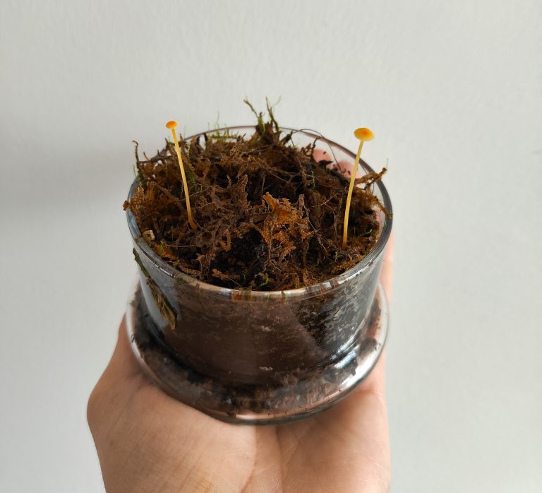 Imagen de unas setas en un terrario