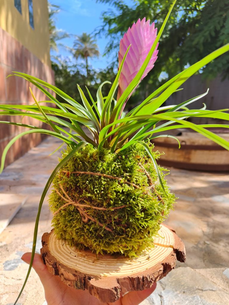 Imagen de una kokedama con bromelia