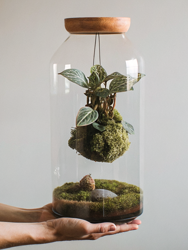Kokedama en un terrario, por qué es una mala idea