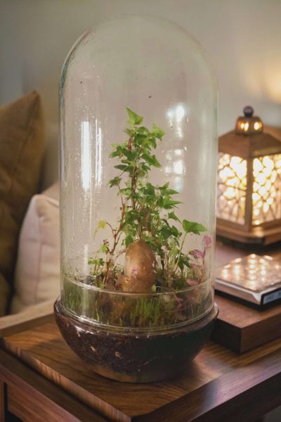 Imagen de un terrario Cenajo en una mesa