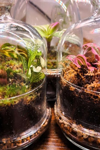 Imagen de dos terrarios aceniche de color verde y rosado