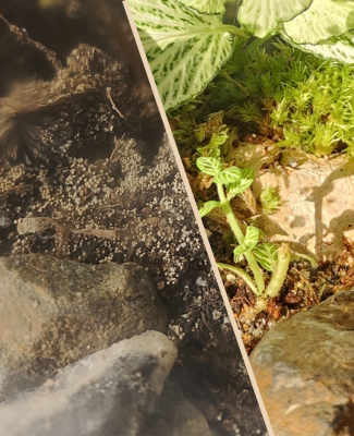 Detalle comparado de la recuperación de un terrario